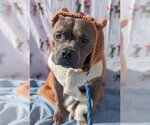 Small #5 American Staffordshire Terrier Mix