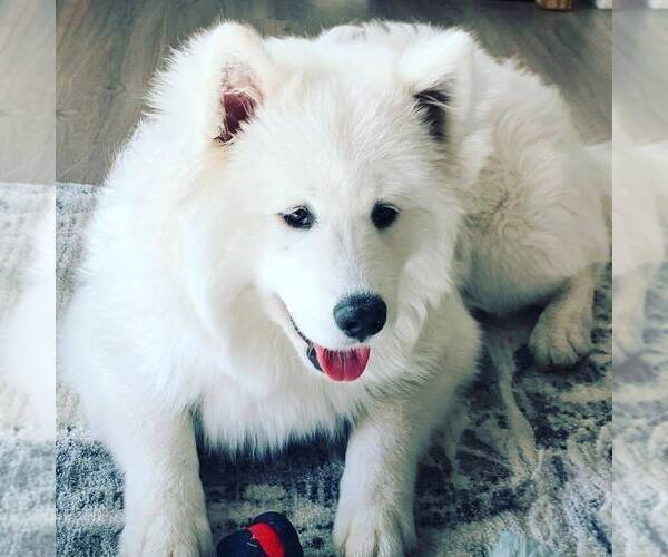Medium Photo #1 Samoyed Puppy For Sale in IRVINE, CA, USA