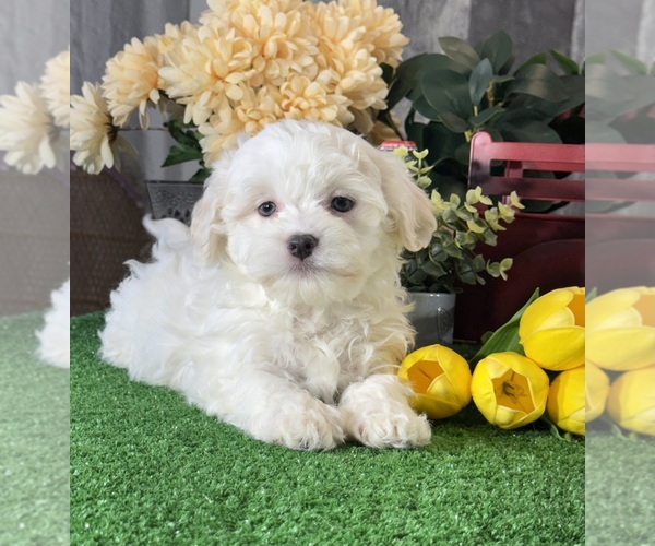 Medium Photo #2 Havanese Puppy For Sale in CANOGA, NY, USA