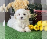 Small #1 Havanese