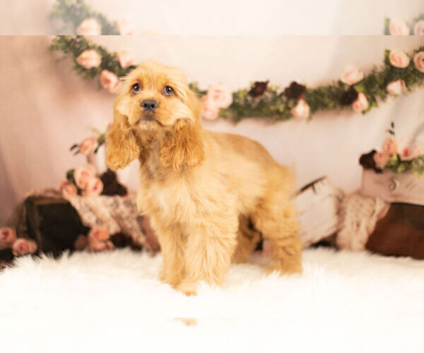 Medium Photo #1 Cocker Spaniel Puppy For Sale in WARSAW, IN, USA