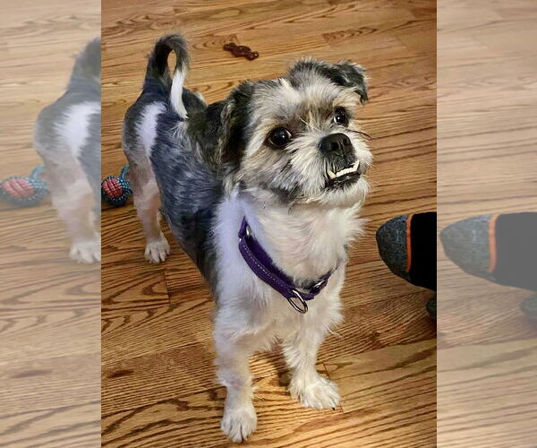 Medium Photo #3 Shih Tzu Puppy For Sale in GILBERTS, IL, USA