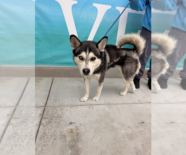 Medium Photo #3 Siberian Husky Puppy For Sale in Salinas, CA, USA