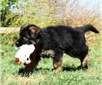 Small Photo #12 German Shepherd Dog Puppy For Sale in MURRIETA, CA, USA