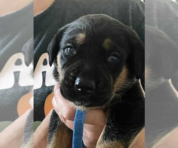 Medium Photo #1 Black and Tan Coonhound-Rottweiler Mix Puppy For Sale in Mooresville, NC, USA