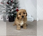 Small Cavapoo (Miniature)