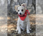Marley - Male Colonial Cocker Spaniel-Pomeranian Mix Dog for Adoption - Small photo
