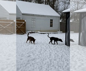 Zeus - Male Catahoula Leopard Dog-Labrador Retriever Mix Dog for Adoption - Photo #7