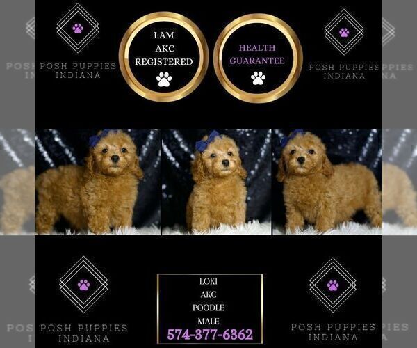 Medium Photo #2 Poodle (Miniature) Puppy For Sale in WARSAW, IN, USA
