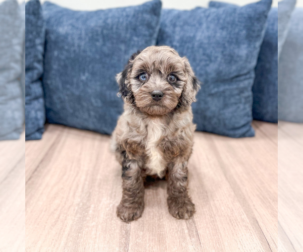 Medium Photo #1 Poodle (Miniature) Puppy For Sale in DUNDEE, OH, USA