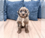 Image preview for Ad Listing. Nickname: Griffin
