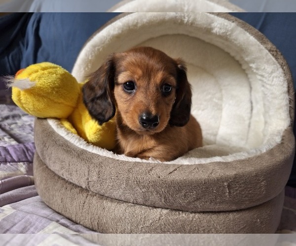 Medium Photo #1 Dachshund Puppy For Sale in BRISTOL, TN, USA