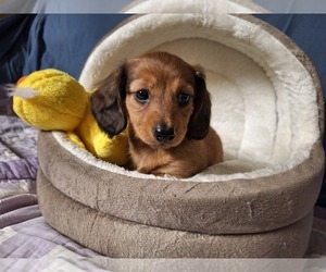 Dachshund Puppy for sale in BRISTOL, TN, USA