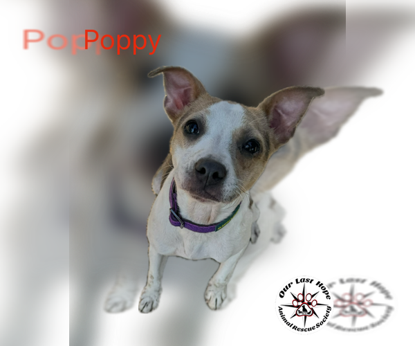 Medium Photo #1 Chihuahua-Unknown Mix Puppy For Sale in Princeton, British Columbia, Canada