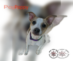 Small Chihuahua Mix