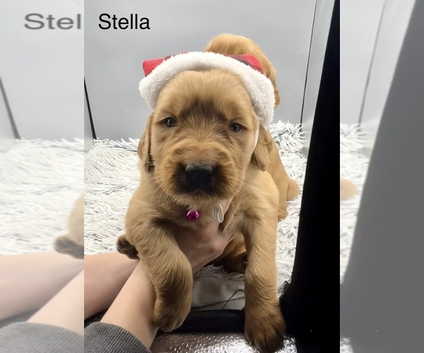 Medium Photo #8 Golden Retriever Puppy For Sale in FREDERICKSBG, OH, USA