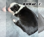 Puppy KitKat Australian Shepherd