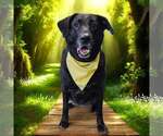 Small Labrador Retriever