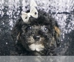 Small #3 YorkiePoo