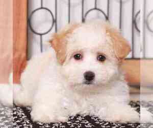 Havachon Puppy for sale in NAPLES, FL, USA