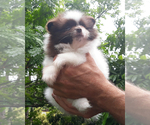 Small Photo #41 Pomeranian Puppy For Sale in PALM BCH GDNS, FL, USA