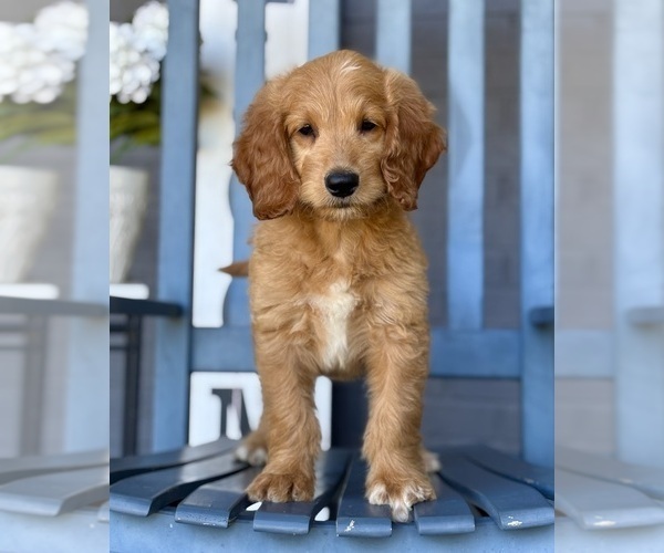 Medium Photo #2 Goldendoodle Puppy For Sale in FRANKLIN, IN, USA