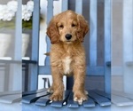Small #1 Goldendoodle