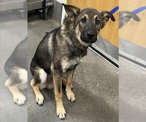 German Shepherd Dog Dogs for adoption in Forestville, MD, USA