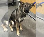 Small German Shepherd Dog