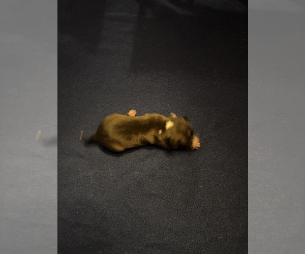 Medium Photo #2 Italian Greyhound Puppy For Sale in STILLWATER, OK, USA