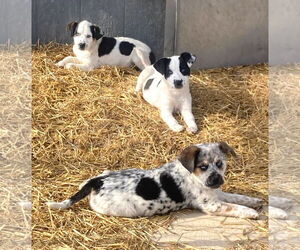 Mutt Dogs for adoption in Unionville, PA, USA