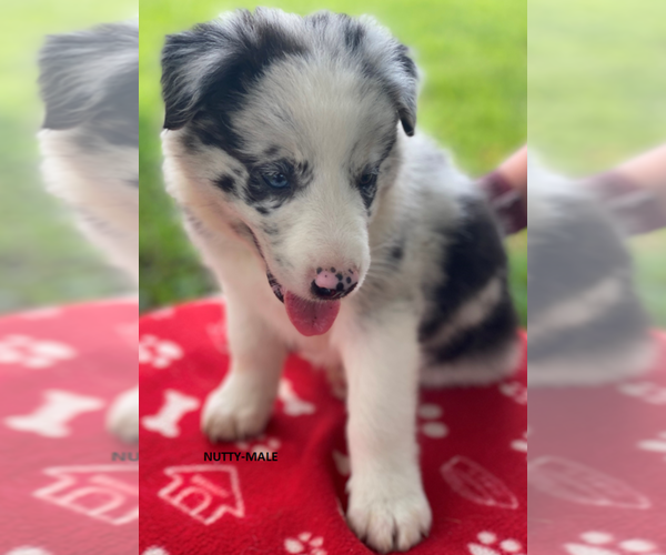 Medium Photo #5 Border Collie Puppy For Sale in PERRYVILLE, MO, USA