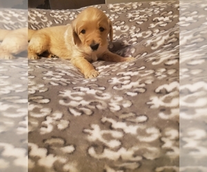 Goldendoodle Puppy for sale in STILLMAN VALLEY, IL, USA