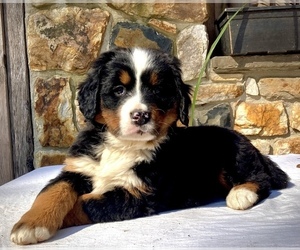 Bernese Mountain Dog Puppy for sale in WEST GROVE, PA, USA