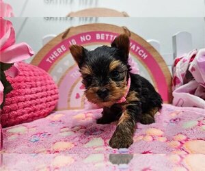 Yorkshire Terrier Puppy for sale in HIGH POINT, NC, USA