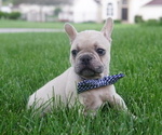 Small Photo #5 French Bulldog Puppy For Sale in HOBART, IN, USA