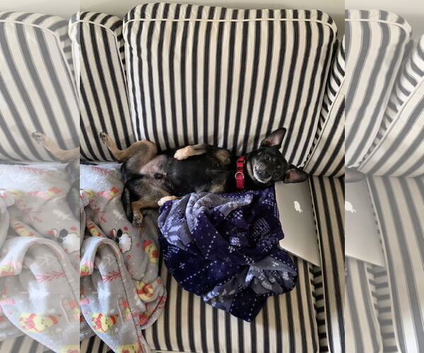 Medium Photo #45 Mutt Puppy For Sale in Philadelphia, PA, USA