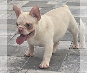 French Bulldog Puppy for sale in NORTH PORT, FL, USA