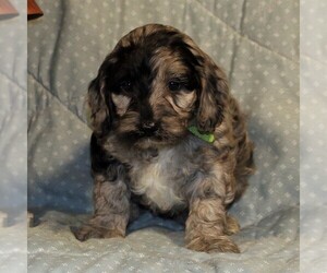 Cock-A-Poo-Poodle (Miniature) Mix Puppy for sale in PARADISE, PA, USA