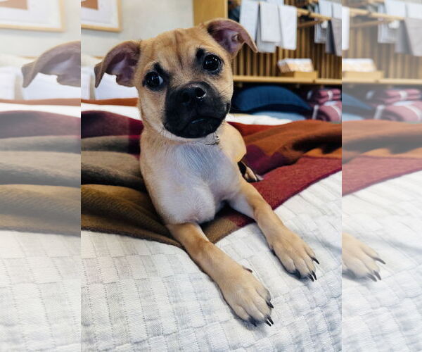 Medium Photo #2 Pug-Unknown Mix Puppy For Sale in Marina Del Rey, CA, USA