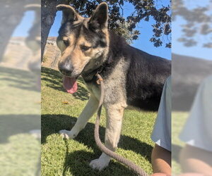Tri Tip - Male Akita-German Shepherd Dog Mix Dog for Adoption - Photo #2