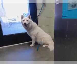 Siberian Husky Dogs for adoption in Tulsa, OK, USA