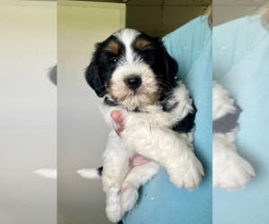 Bernedoodle (Miniature) Puppy for sale in MILWAUKEE, WI, USA