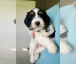 Image preview for Ad Listing. Nickname: Bella