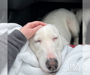 Great Pyrenees-Unknown Mix Dogs for adoption in Washington, DC, USA