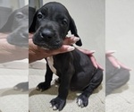 Small #1 Great Dane