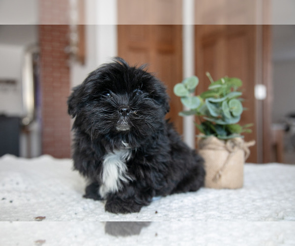 Medium Photo #1 Shorkie Tzu Puppy For Sale in BERNE, IN, USA