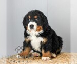 Small #2 Bernese Mountain Dog
