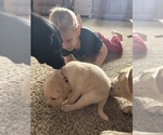 Small #59 Labrador Retriever