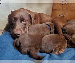 Mother of the Labrador Retriever puppies born on 04/24/2021